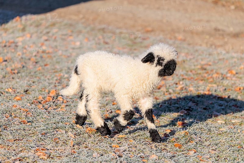 A Valais Blacknose lamb (Avis Aries) runs across a frost-covered pasture in early morning light. switzerland