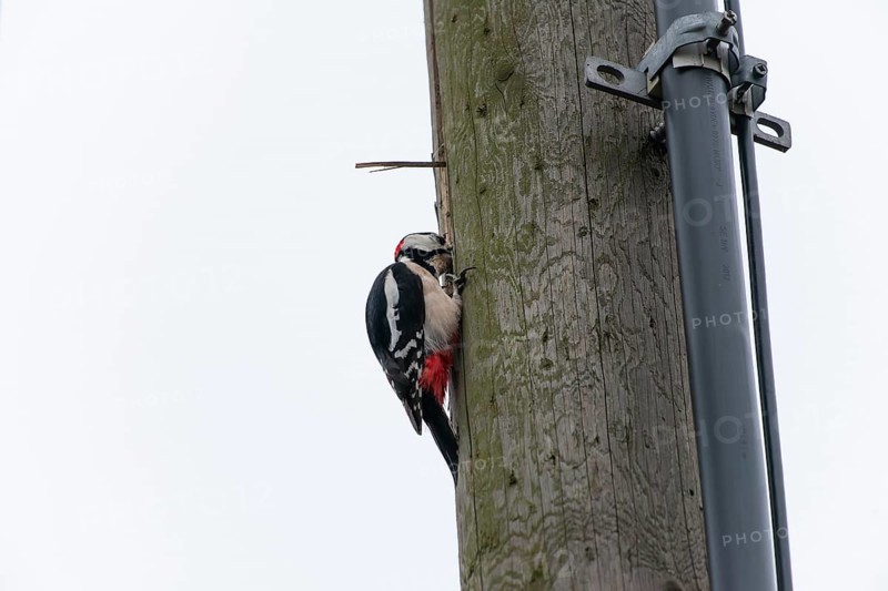 Great spotted woodpecker (Dendrocopos major) pecking on a utility pole in the city. Stuttgart, Baden-Wuerttemberg, Germany