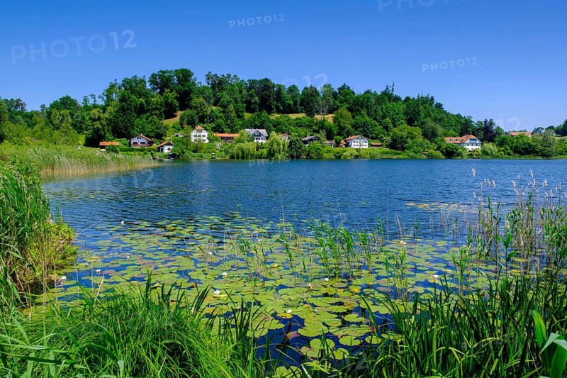 Häuser am Seeoner See, vineyard, Seeon, Chiemgau, Upper Bavaria, Bavaria, Germany