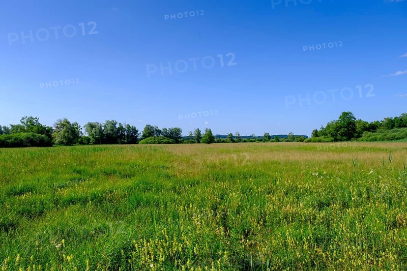Feuchtwiesen am Uferweg am Chiemsee bei Stock, Prien, Chiemgau, Upper Bavaria, Bavaria, Upper Bavaria, Germany