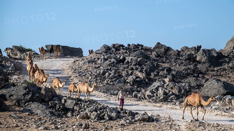 Herd of camels marching down the road, Oman