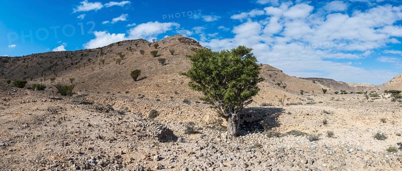 Frankincense trees (Burseraceae) in a barren landscape, Oman