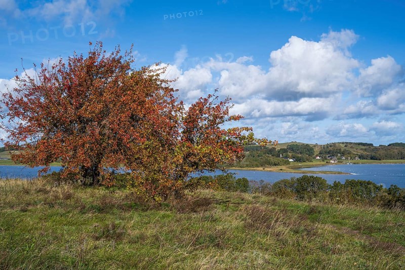 Tree with autumn colors on the high bank of Klein Zicker, nature reserve, behind Groß Zicker, Mönchgut, Rügen island, Baltic Sea, Mecklenburg-Western Pomerania, Germany