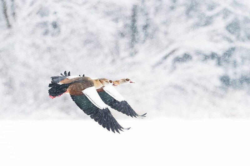 Two Nile Geese (Alopochen aegyptiacus) flying in snowfall against a background of snow-covered trees, Hesse, Germany