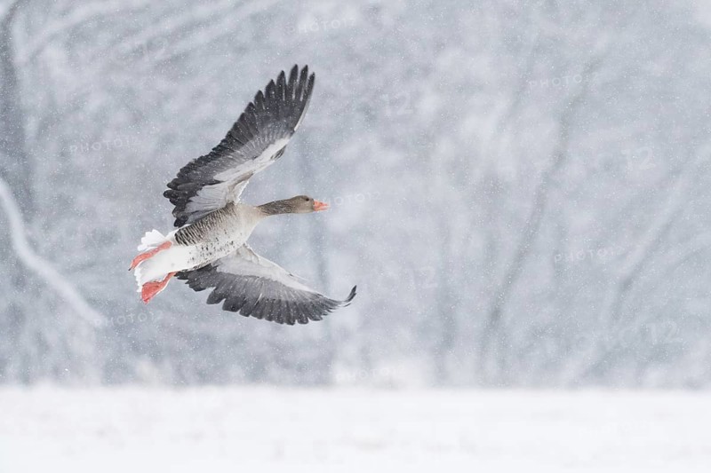 A greylag goose (Anser anser) flies through a snowy winter landscape during snowfall, Hesse, Germany