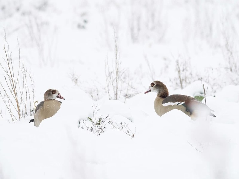 Two Nile Geese (Alopochen aegyptiacus) can be seen in the deep snow of a winter landscape, Hesse, Germany