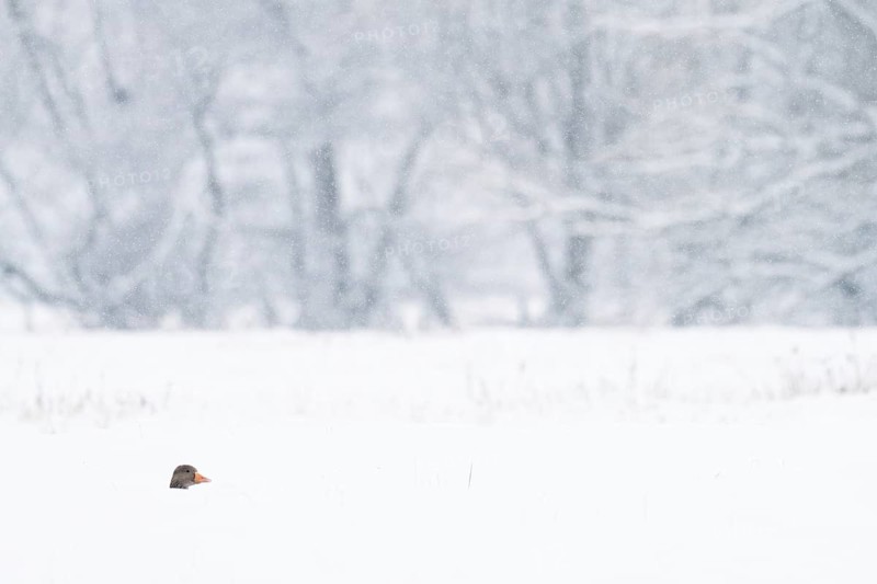 The head of a greylag goose (Anser anser) protrudes from the deep snow in a snowy winter landscape with bare trees in the background, Hesse, Germany
