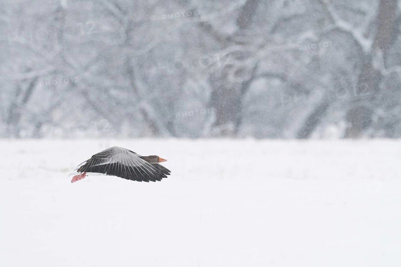 A greylag goose (Anser anser) flies just above the snow-covered ground during snowfall, Hesse, Germany