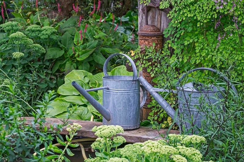 Two metal watering cans next to lush, green plants in a rustic garden, North Rhine-Westphalia, Germany