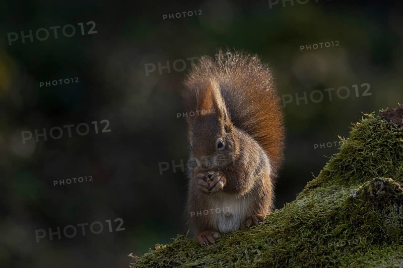 Red squirrel (Sciurus) on rootstock