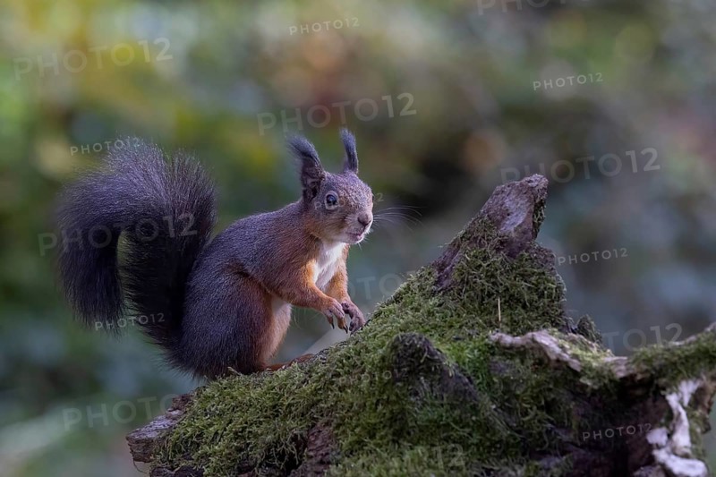 Red squirrel (Sciurus) sitting on a rootstock