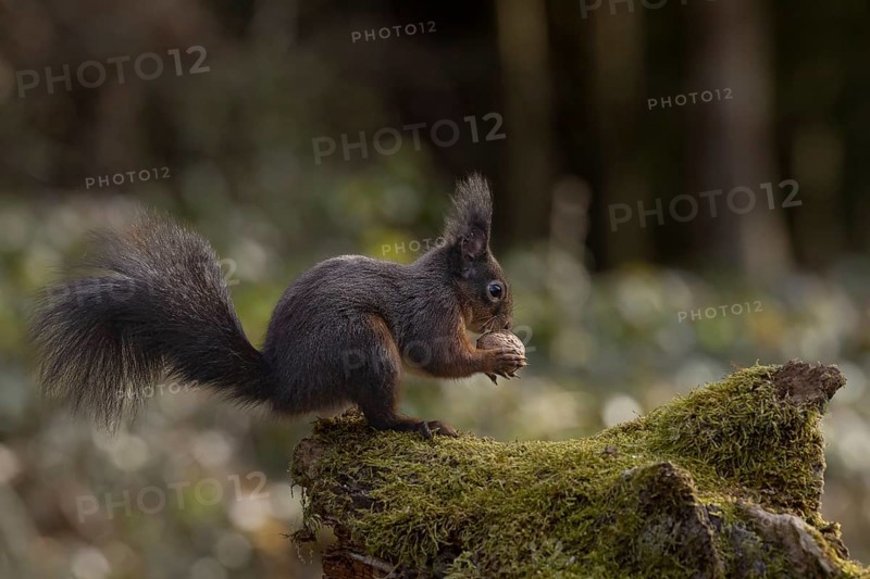 Dark squirrel (Sciurus) eats walnut on rootstock