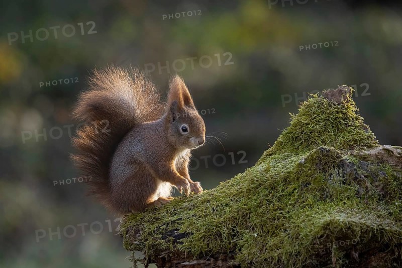 Red squirrel10 Squirrel (Sciurus) sitting on rootstock