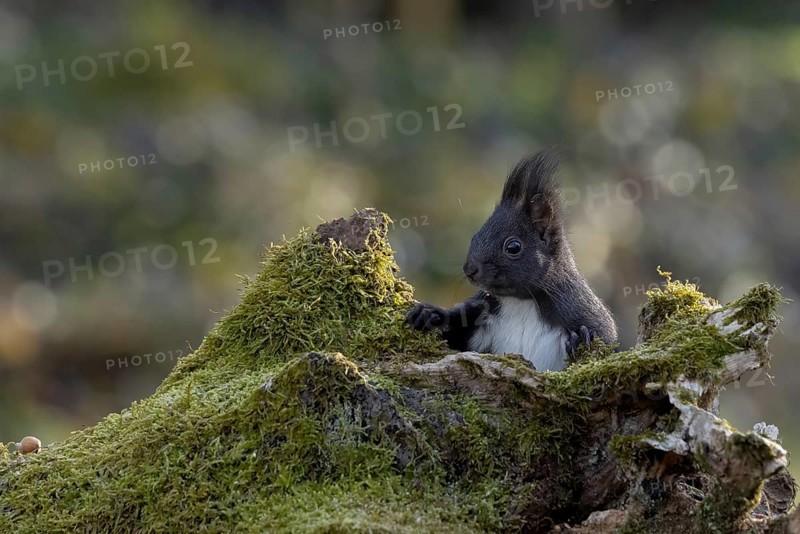 Dark squirrel (Sciurus) peeping out from behind a rootstock