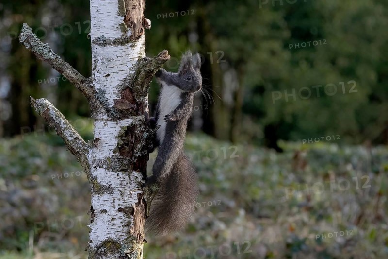 Dark squirrel Squirrel (Sciurus) on birch tree