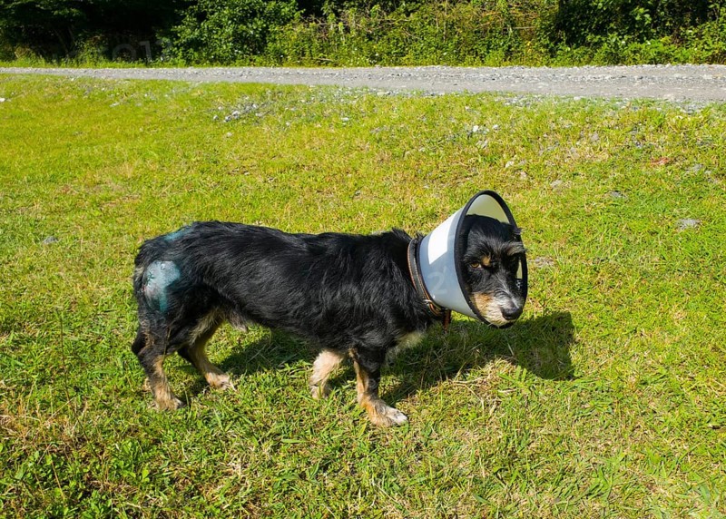 Dog with neck brace standing in a green field, presumably recovering from an injury, neck brace to protect a stitched wound, mixed breed dachshund, Georgia