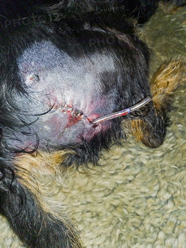 Close-up of a freshly stitched wound on a dog's backside, visible stitches, dog bite from a kangal was sutured and a tube was placed to drain wound water, mixed breed dachshund, Georgia