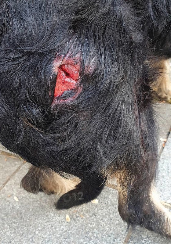 Close-up of a serious wound in a dog's coat, clear signs of injury, dog bite from a kangal, mixed breed dachshund, Georgia