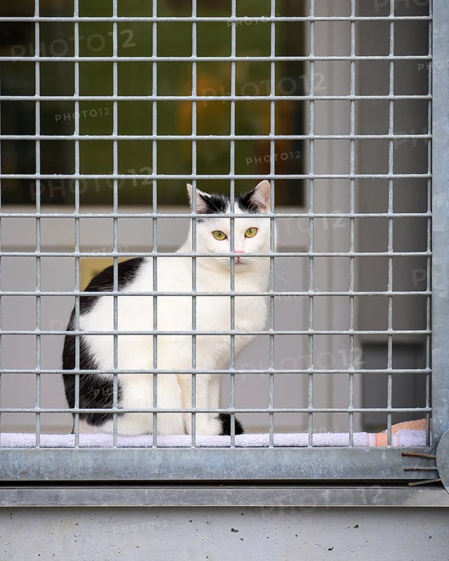 Black and white cat sitting behind a fence at an animal shelter, animal welfare association, animal rescue, district of Constance, Baden-Württemberg, Germany