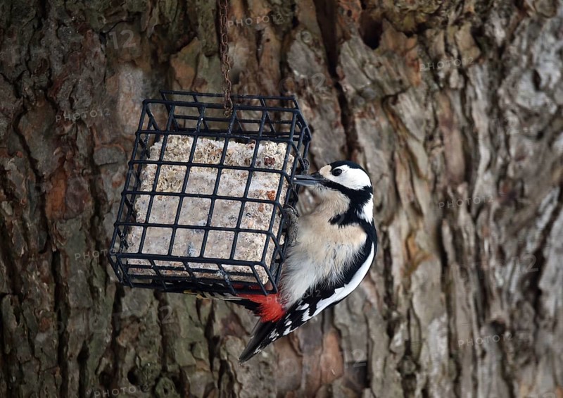 Great spotted woodpecker, (Dendrocopos major) eats fat food, bird feeder in winter, Schleswig-Holstein, Germany