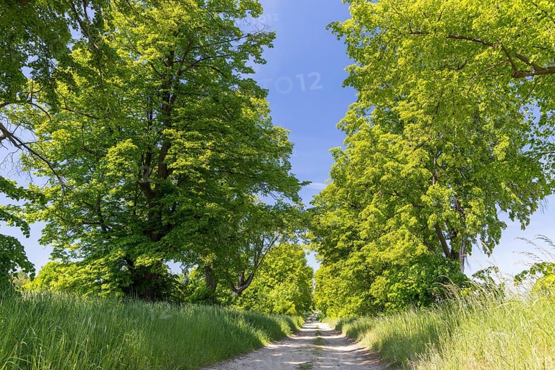 Path through the 200-year-old avenue of lime trees, mainly winter lime trees (Tilia cordata) between Lauske and Nostitz, natural monument, Weißenberg, Saxony, Germany