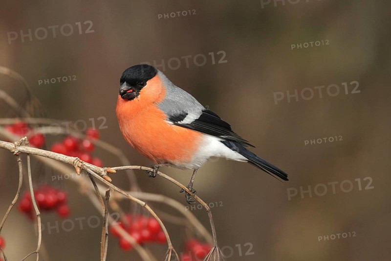 Bullfinch (Pyrrhula pyrrhula) Male eats berries of the common snowball bush (Viburnum opulus) Allgäu, Bavaria, Germany, Allgäu, Bavaria, Germany