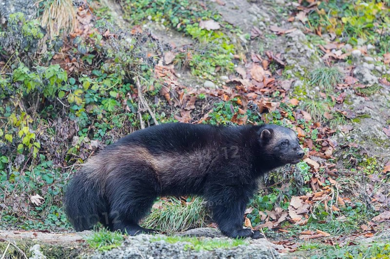 A wolverine (Gulo gulo) stands on a rocky slope covered in green vegetation. Finland