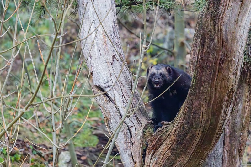 A wolverine (Gulo gulo) sits in a dead tree standing on a rocky slope covered with green vegetation. Finland