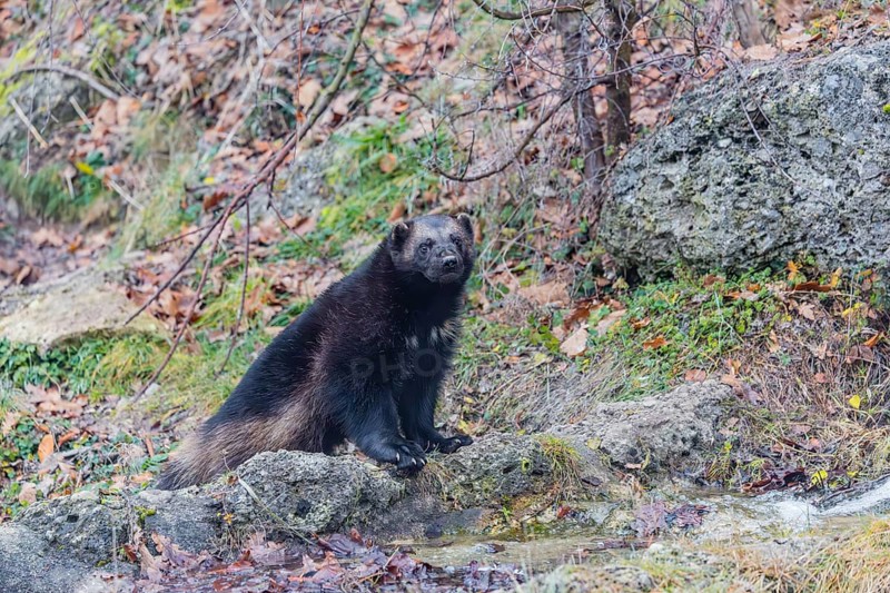 A wolverine (Gulo gulo) sits by a small stream on a rocky slope covered in green vegetation. Finland