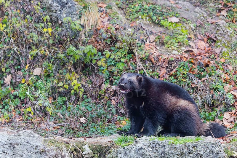A wolverine (Gulo gulo) sits on a rocky slope covered in green vegetation. Finland