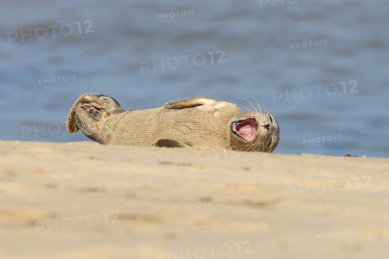 Common or Harbor or Harbour seal (Phoca vitulina) adult animal yawning on a seaside beach, England, United Kingdom