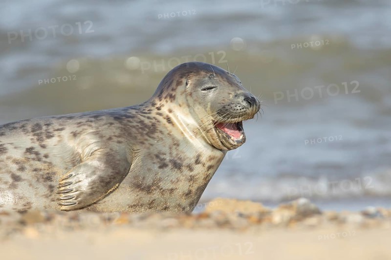 Atlantic grey seal (Halichoerus grypus) adult animal with mouth open yawning on a seaside beach, England, United Kingdom