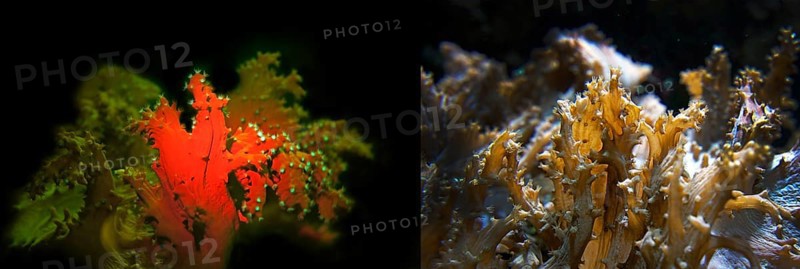 Soft coral (Sinularia brassica), fluorescent (left) and in daylight (right), Octocorallia, biofluorescence, fluorescence, colourful, night, night dive, coral reef, Indo-Pacific