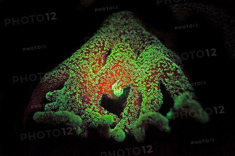 Green and red fluorescent, large polyp stony coral (Montiopra sp), Hexacorallia, Scleractinia, biofluorescence, fluorescence, colourful, night, night dive, coral reef, Indo-Pacific
