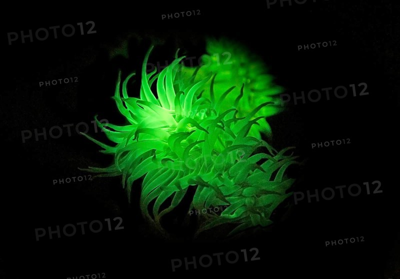 Green fluorescent sea anemone (Actiniaria), biofluorescence, fluorescence, colourful, night, night dive, Atlantic Ocean