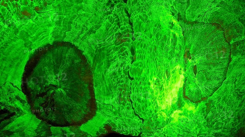 Green fluorescent disc anemone (Trachyphyllia sp, Hexacorallia, Corallimorpharia, biofluorescence, fluorescence, colourful, night, night dive, coral reef, Indo-Pacific