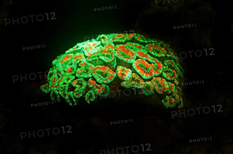 Green and red fluorescent, large polyp stony coral (Micromussa lordhowensis), Hexacorallia, biofluorescence, fluorescence, colourful, night, night dive, coral reef, Indo-Pacific