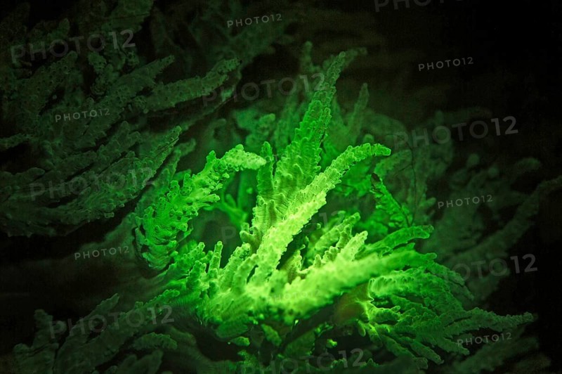 Green fluorescent soft coral (Lobophytum sp.), Octocorallia, biofluorescence, fluorescence, colourful, night, night dive, coral reef, Indo-Pacific