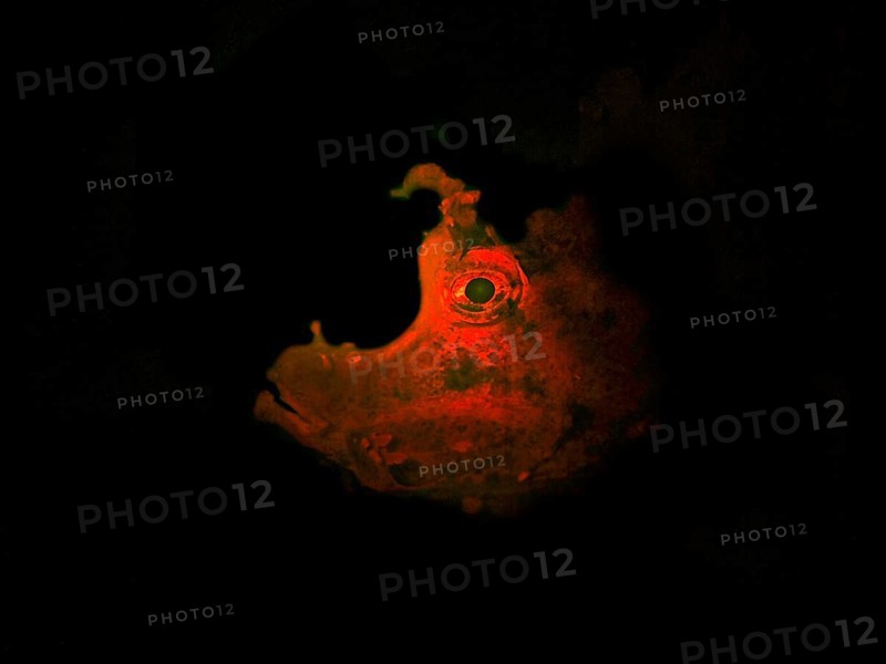 Tentacle scorpionfish (Rhinopias frondosa), portrait, fluorescent, biofluorescence, fluorescence, colourful, night, night dive, coral reef, Indo-Pacific