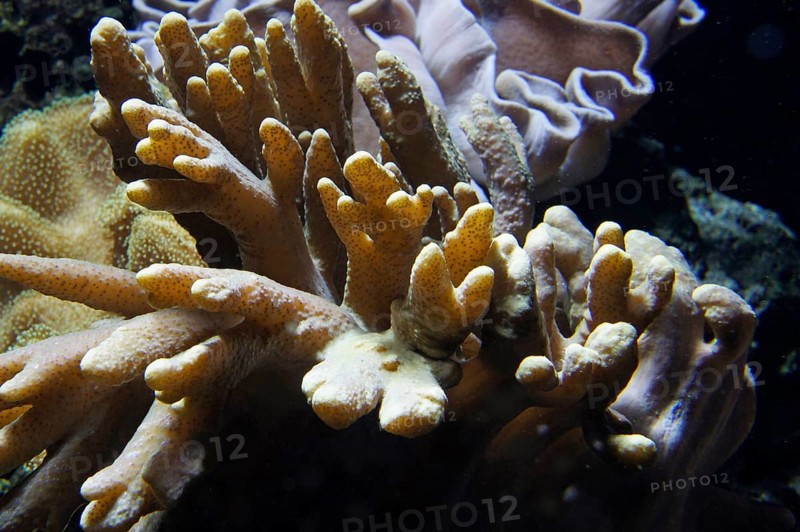 Soft coral (Lobophytum sp.) in daylight, Octocorallia, coral reef, Indo-Pacific