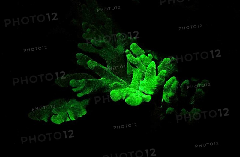 Soft coral (Lobophytum sp.), green fluorescent), Octocorallia, biofluorescence, fluorescence, colourful, night, night dive, coral reef, Indo-Pacific