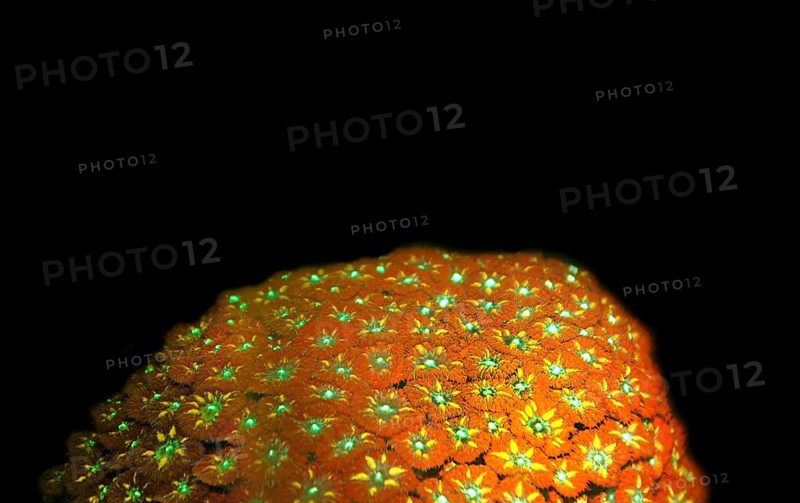 Pineapple coral (Blastomussa merleti), large polyp stony coral, Hexacorallia, biofluorescence, fluorescence, colourful, night, night dive, coral reef, Indo-Pacific