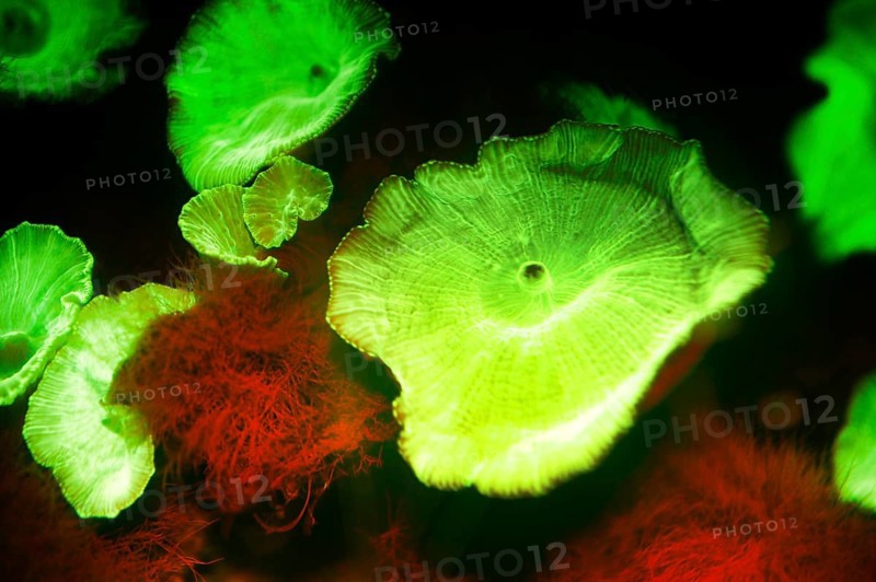 Green fluorescent disc anemone (Discosoma sp, Hexacorallia, Corallimorpharia, biofluorescence, fluorescence, colourful, night, night dive, coral reef, Indo-Pacific