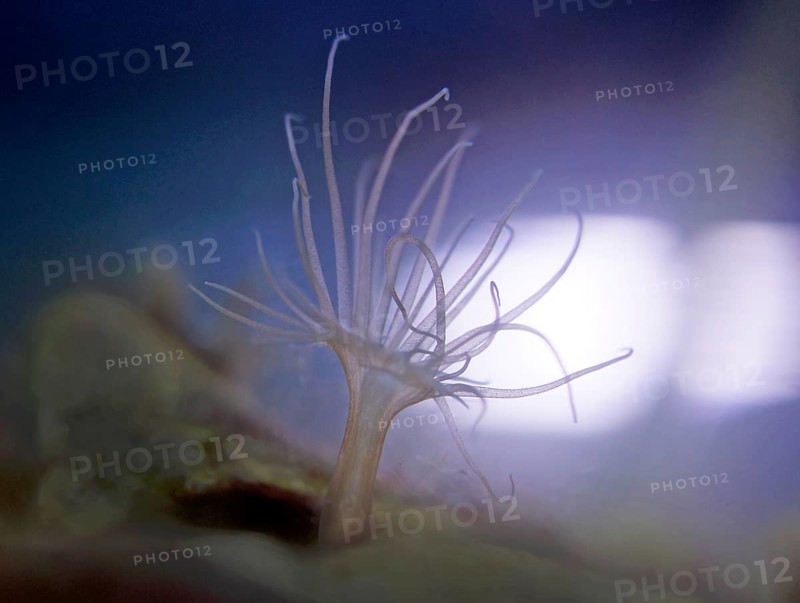 Small sea anemone (Actiniaria), glass rose (Aiptasia), Atlantic Ocean
