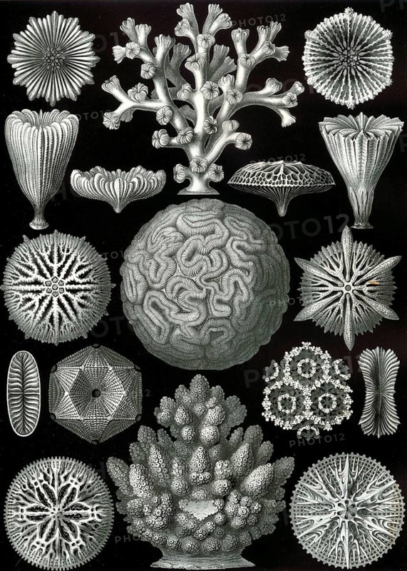 Stony corals (Scleractinia), Hexacorallia, drawings by Ernst Häckel from 'Kunstformen der Natur', plate 57, historical, biology, art, history of science