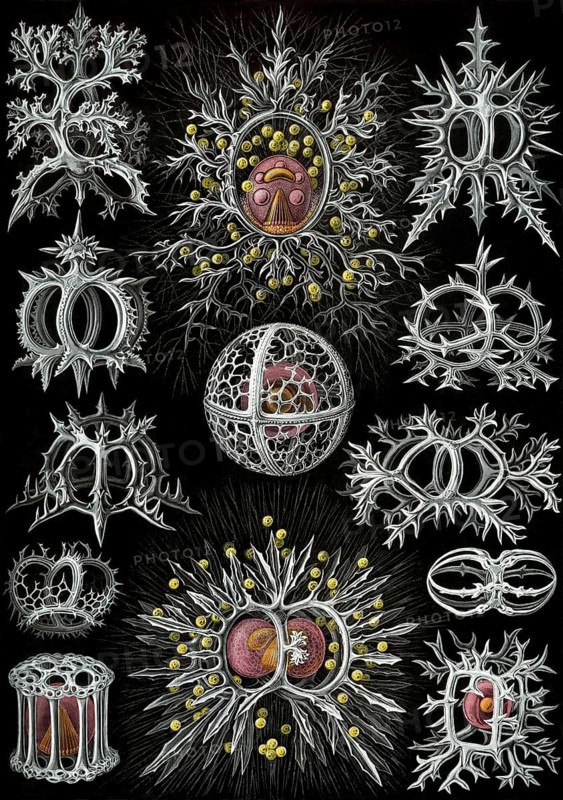 Corals, drawings by Ernst Haeckel from 'Art Forms of Nature', plate 71, historical, biology, art, history of science