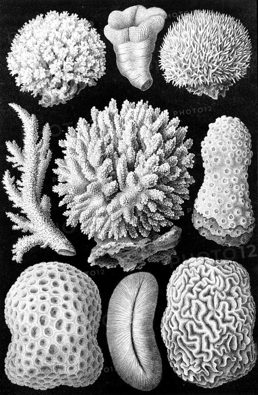 Soft corals, Octocorallia, drawings by Ernst Haeckel from 'Arabian Coral' Plate II, historical, biology, art, history of science