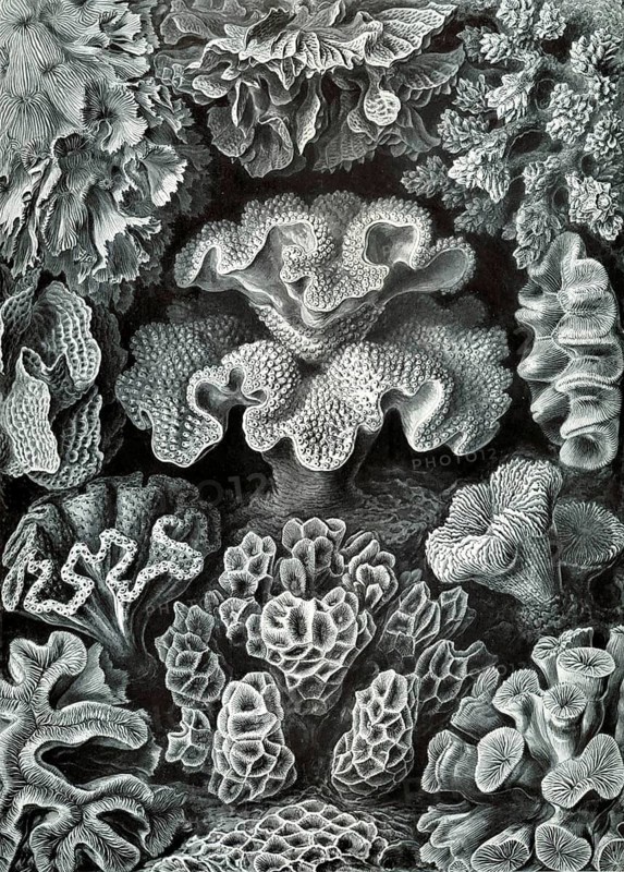 Soft corals, hexacorallia, six-pointed flower animals, drawings from 'art forms of nature', Ernst Haeckel, 1904, historical, biology, art, history of science