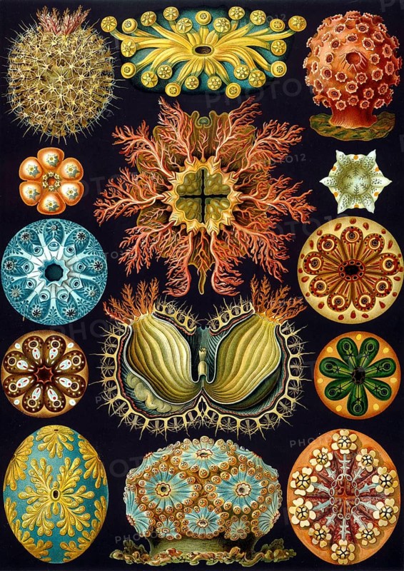 Slice anemones, Octocorallia, drawings by Ernst Haeckel from 'Art Forms of Nature', plate 49, historical, biology, art, history of science