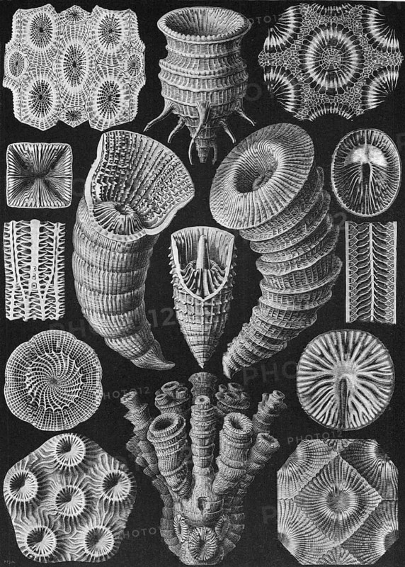 Fossil stony corals (Tetracoralla), Hexacorallia, drawings by Ernst Häckel from 'Kunstformen der Natur', historical, biology, art, history of science